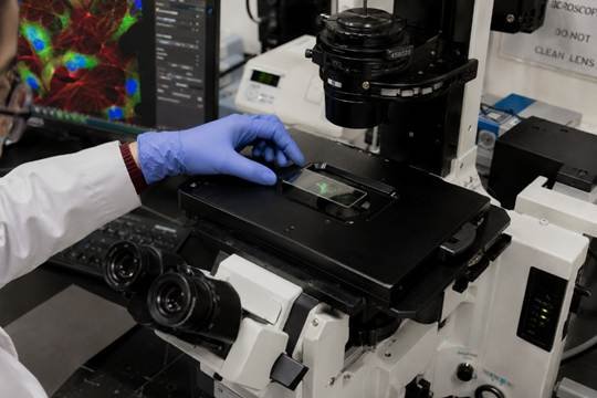 Indian researcher at an inverted fluorescence microscope imaging live cells in a Karnataka research institute — real working lab environment