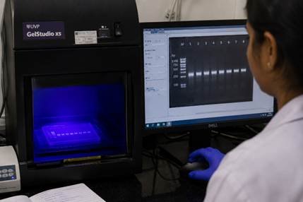 PCR product electrophoresis on agarose gel showing DNA bands in a Karnataka research lab
