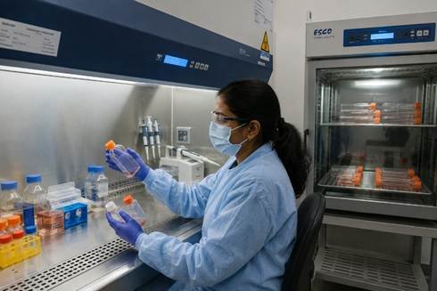 Cell culture techniques performed in a Class II biosafety cabinet with cell culture flasks and a CO₂ incubator for mammalian cell research.