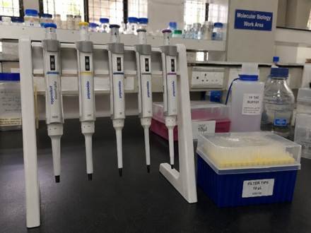 Set of laboratory pipettes in a stand showing pipette types in a Bangalore molecular biology lab