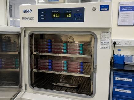 CO2 incubator with cell culture flasks showing CO2 incubator cell culture setup in a Bangalore biotech lab